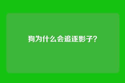 狗为什么会追逐影子？