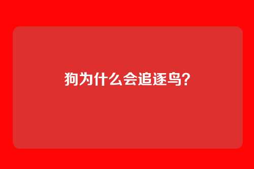 狗为什么会追逐鸟？