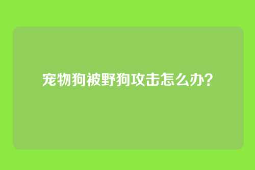 宠物狗被野狗攻击怎么办？