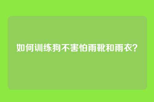 如何训练狗不害怕雨靴和雨衣？