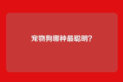 宠物狗哪种最聪明？
