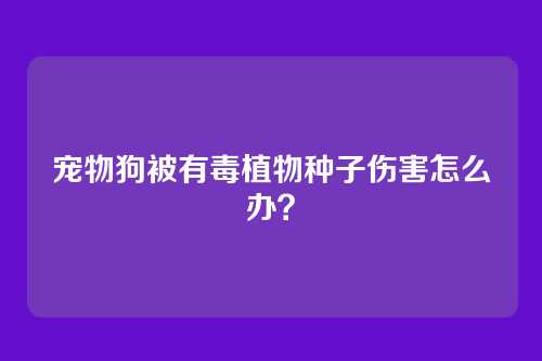 宠物狗被有毒植物种子伤害怎么办？