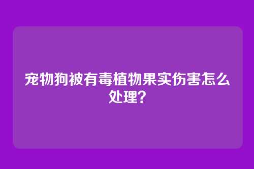 宠物狗被有毒植物果实伤害怎么处理？