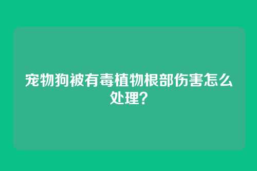 宠物狗被有毒植物根部伤害怎么处理？