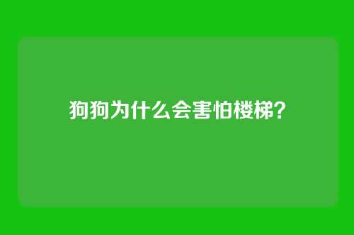 狗狗为什么会害怕楼梯？