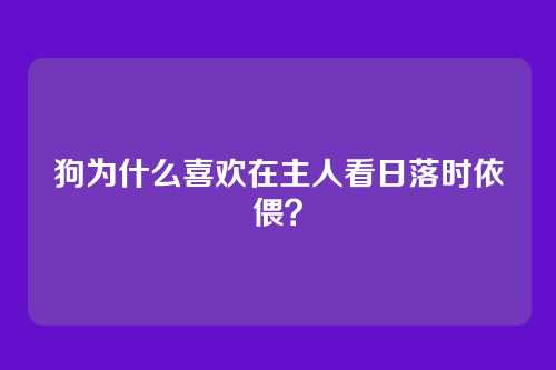 狗为什么喜欢在主人看日落时依偎？
