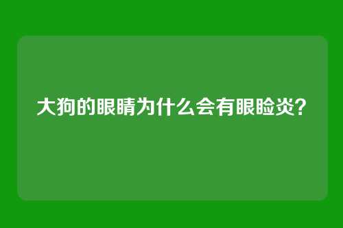 大狗的眼睛为什么会有眼睑炎？
