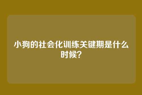 小狗的社会化训练关键期是什么时候？