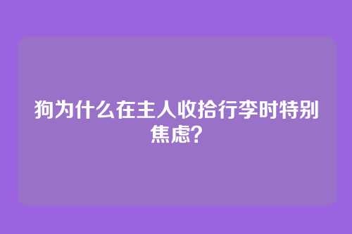 狗为什么在主人收拾行李时特别焦虑？