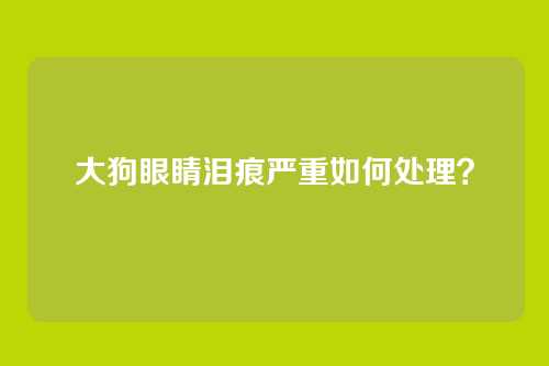 大狗眼睛泪痕严重如何处理？