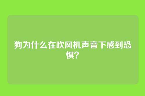 狗为什么在吹风机声音下感到恐惧？