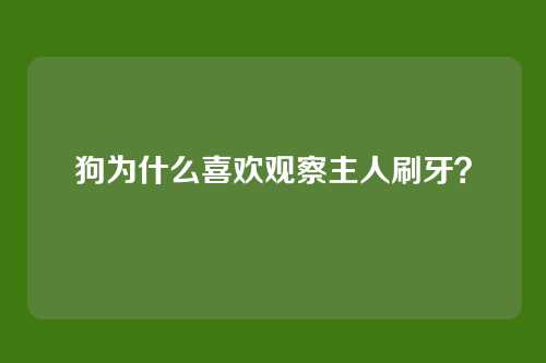 狗为什么喜欢观察主人刷牙？