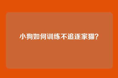 小狗如何训练不追逐家猫？