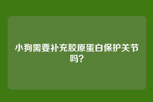 小狗需要补充胶原蛋白保护关节吗？