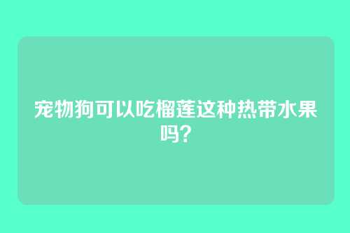宠物狗可以吃榴莲这种热带水果吗？