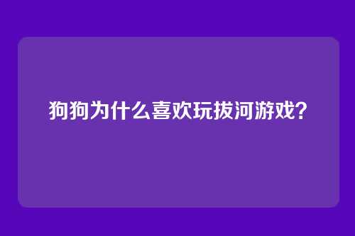 狗狗为什么喜欢玩拔河游戏？