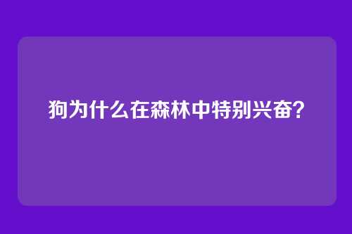 狗为什么在森林中特别兴奋？