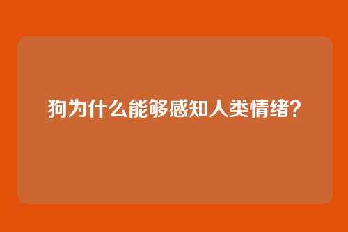 狗为什么能够感知人类情绪？