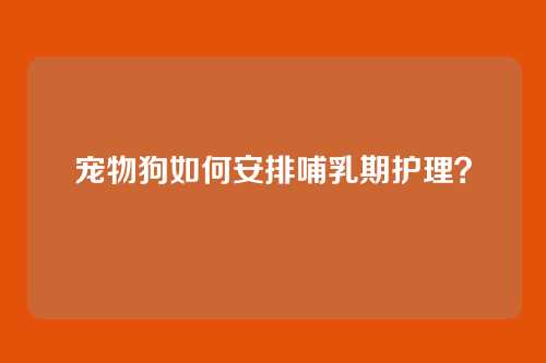 宠物狗如何安排哺乳期护理？