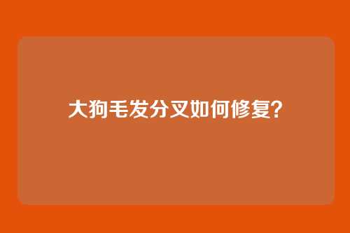 大狗毛发分叉如何修复?