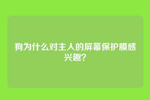 狗为什么对主人的屏幕保护膜感兴趣？