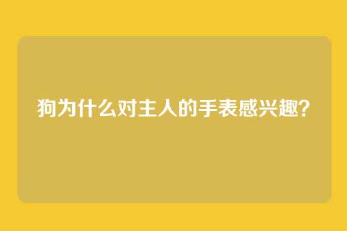 狗为什么对主人的手表感兴趣？