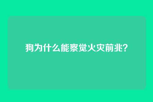 狗为什么能察觉火灾前兆?