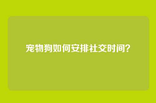 宠物狗如何安排社交时间？