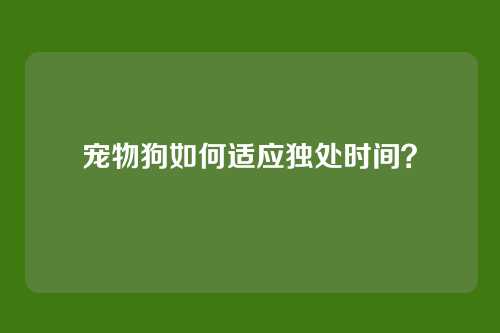 宠物狗如何适应独处时间？