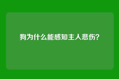 狗为什么能感知主人悲伤？