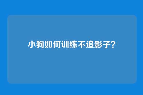 小狗如何训练不追影子？