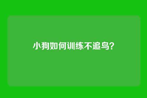小狗如何训练不追鸟？