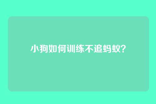 小狗如何训练不追蚂蚁？
