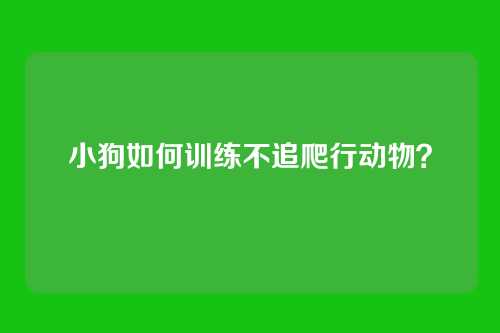 小狗如何训练不追爬行动物？