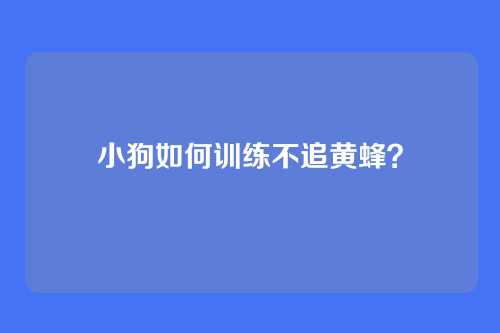小狗如何训练不追黄蜂？