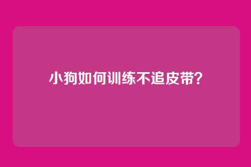 小狗如何训练不追皮带？