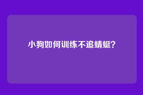 小狗如何训练不追蜻蜓？