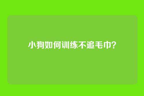 小狗如何训练不追毛巾？