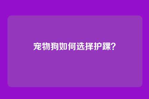 宠物狗如何选择护踝？