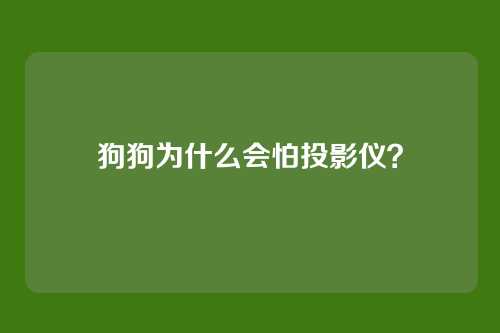 狗狗为什么会怕投影仪？