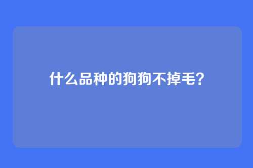 什么品种的狗狗不掉毛?
