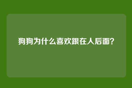 狗狗为什么喜欢跟在人后面？
