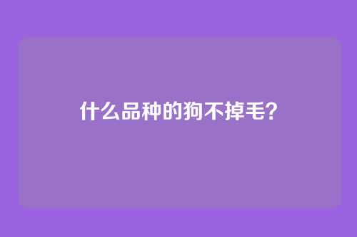 什么品种的狗不掉毛？