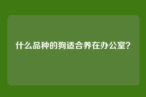 什么品种的狗适合养在办公室？