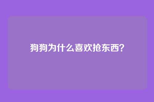 狗狗为什么喜欢抢东西？