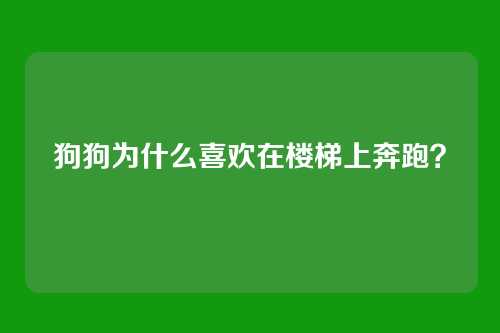 狗狗为什么喜欢在楼梯上奔跑？