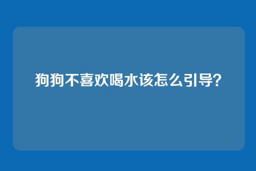 狗狗不喜欢喝水该怎么引导？