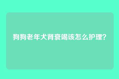 狗狗老年犬肾衰竭该怎么护理？