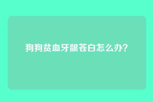 狗狗贫血牙龈苍白怎么办？
