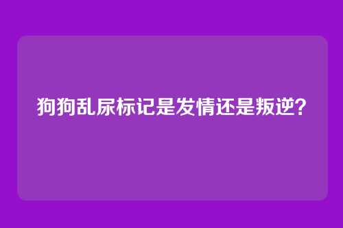 狗狗乱尿标记是发情还是叛逆？